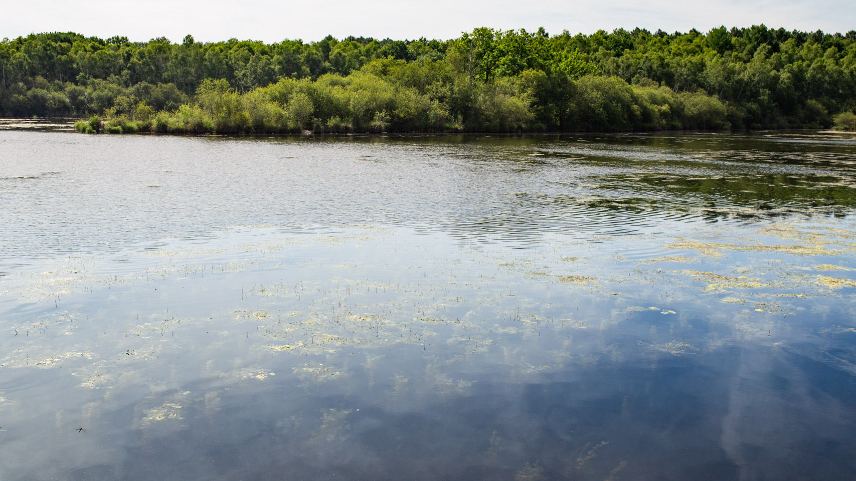 Paysage - reflet du ciel bleu sur un étang et forêt verdoyante en arrière-plan