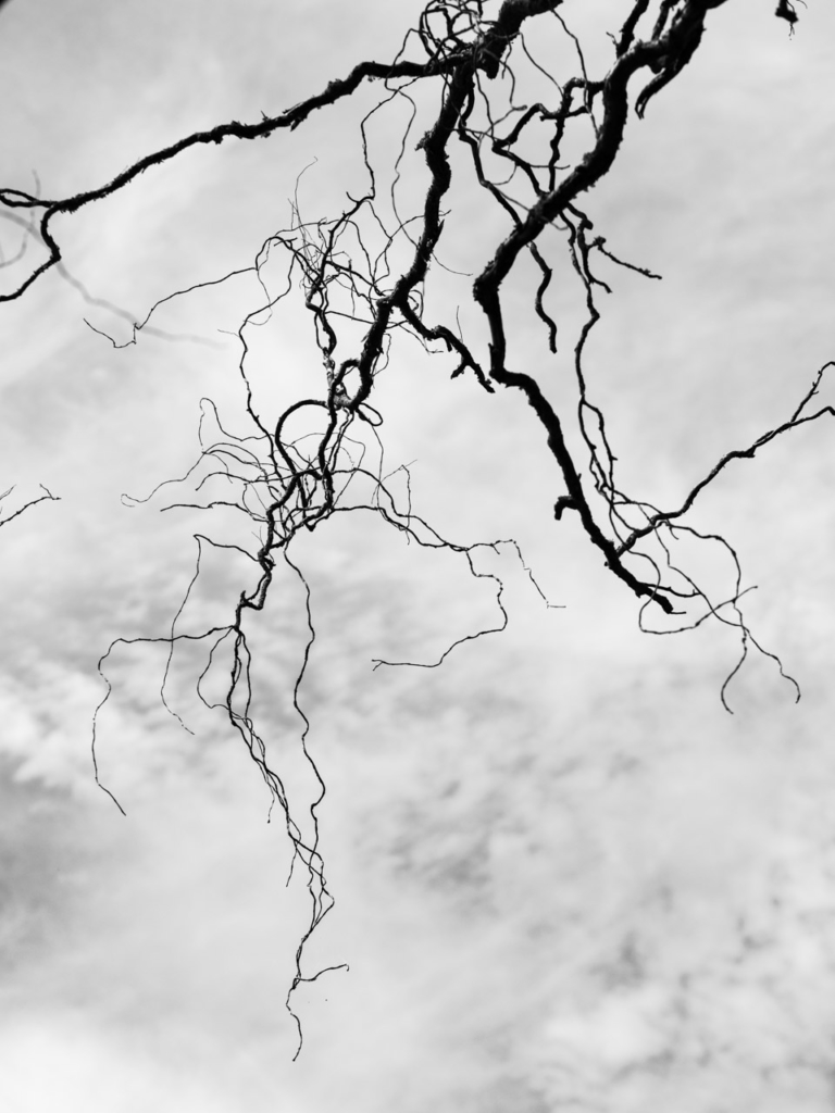 Photo noir et blanc - une branche tortueuse d'arbre mort qui fend les nuages en arrière-plan